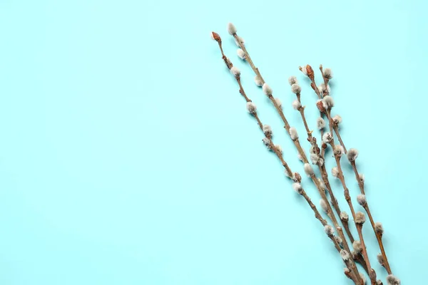Willow Branches Color Background — Stock Photo, Image