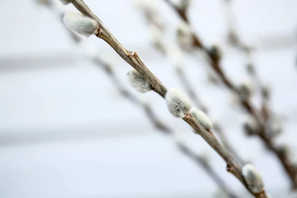 Willow Branches Light Background Closeup — Stock Photo, Image