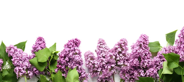 Vackra Lila Blommor Vit Bakgrund — Stockfoto