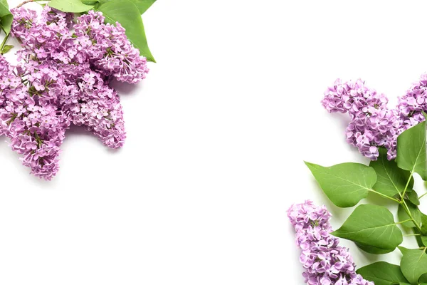 Beautiful Lilac Flowers White Background — Stock Photo, Image