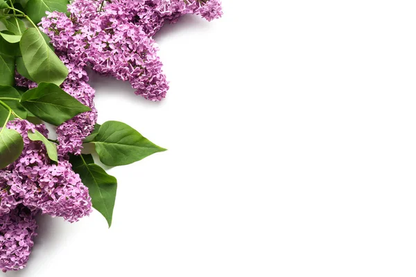 Beautiful Lilac Flowers White Background — Stock Photo, Image