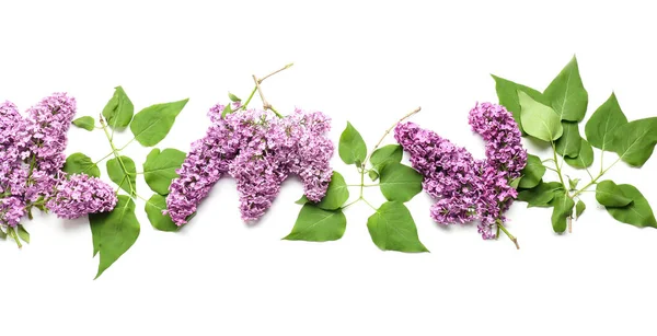 Beautiful Lilac Flowers White Background — Stock Photo, Image