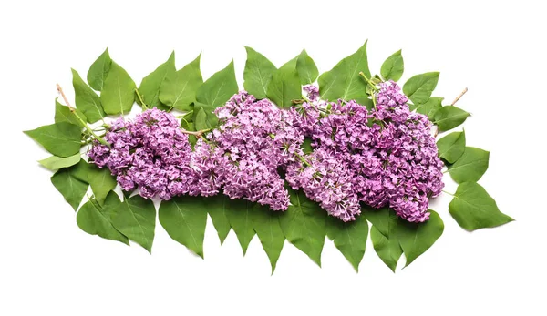 Beautiful Lilac Flowers White Background — Stock Photo, Image