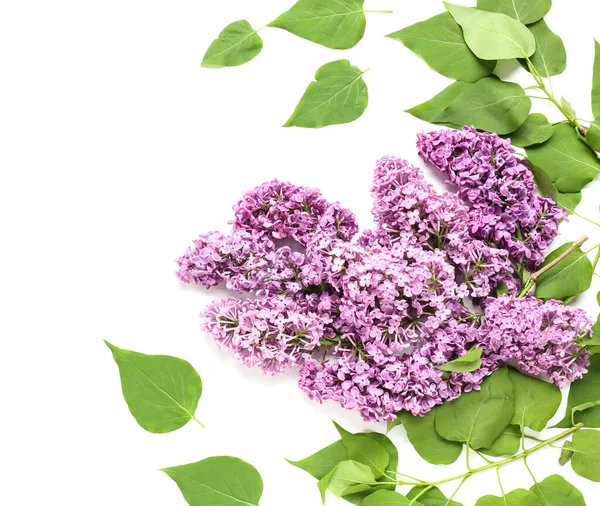Beautiful Lilac Flowers White Background — Stock Photo, Image