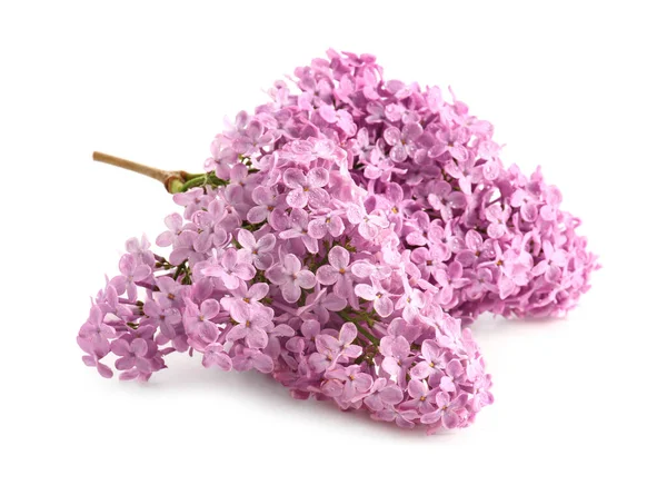 Beautiful Lilac Flowers White Background — Stock Photo, Image