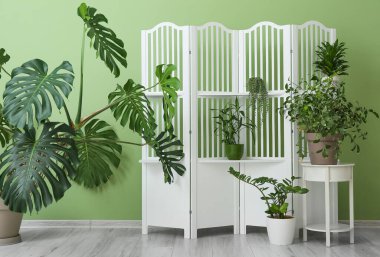 Modern katlama ekran ve renk duvarına yakın ev bitkileri