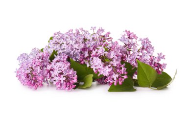 Beyaz arka planda güzel leylak çiçekleri