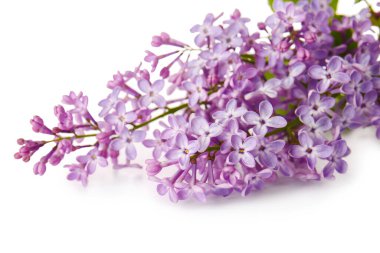 Beyaz arka planda güzel leylak çiçekleri