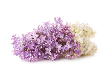 Beyaz arka planda güzel leylak çiçekleri