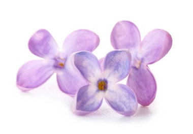 Beyaz arka planda güzel leylak çiçekleri