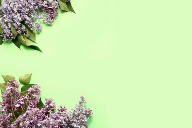 Renkli arkaplanda güzel leylak çiçekleri