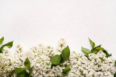 Açık arkaplanda güzel leylak çiçekleri