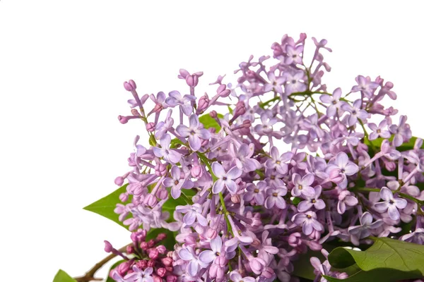 Beautiful Lilac Flowers White Background — Stock Photo, Image