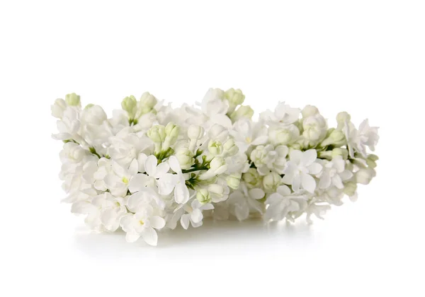 Gyönyörű Orgona Virágok Fehér Háttér — Stock Fotó