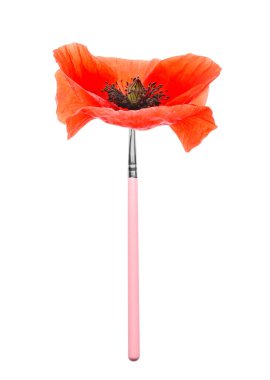 Makeup brush with poppy flower on white background