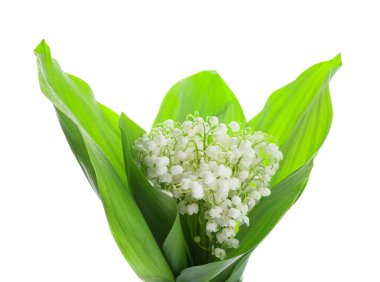 Beyaz arka planda vadideki güzel zambak çiçekleri