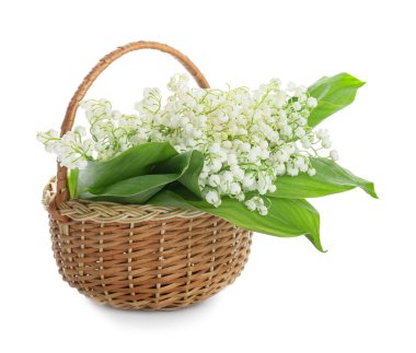 Basket with beautiful lily-of-the-valley flowers on white background