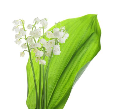 Beyaz arka planda vadideki güzel zambak çiçekleri