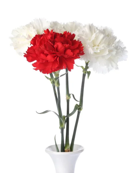 Beautiful Carnation Flowers White Background — Stock Photo, Image