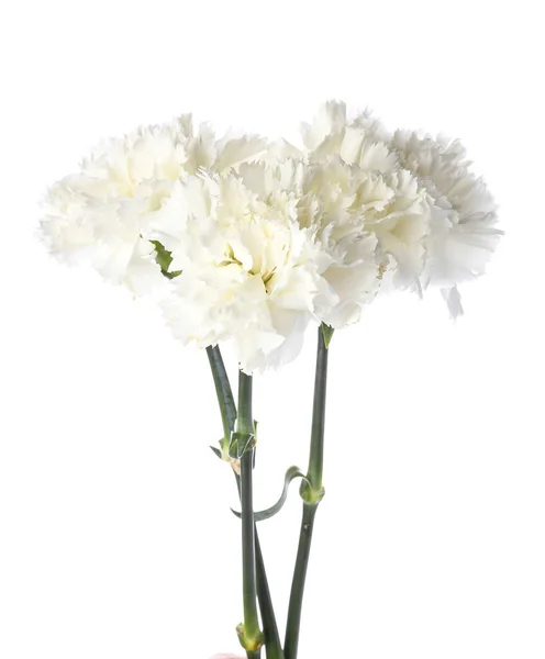 Mooie Anjer Bloemen Witte Achtergrond — Stockfoto