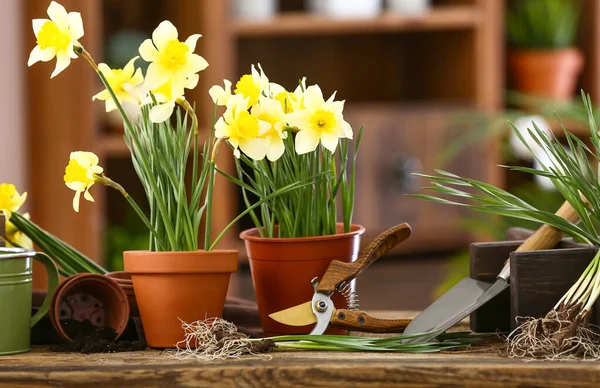 Ferramentas Jardinagem Com Plantas Narcisos Mesa Jardineiro — Fotografia de Stock