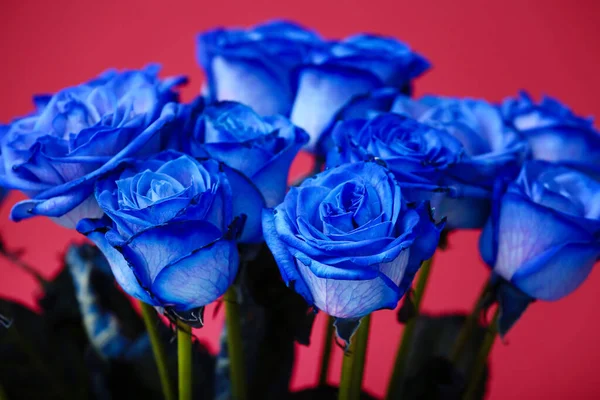 Belle Rose Blu Sfondo Colore — Foto Stock