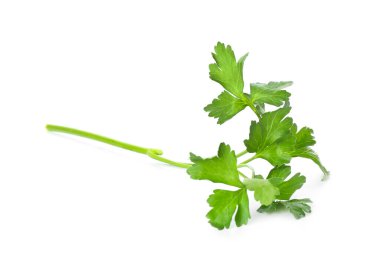 Beyaz arkaplanda taze maydanoz