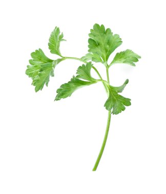Beyaz arkaplanda taze maydanoz