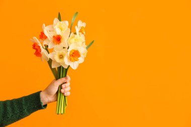 Renkli arka planda güzel nergisleri olan bir kadın el.