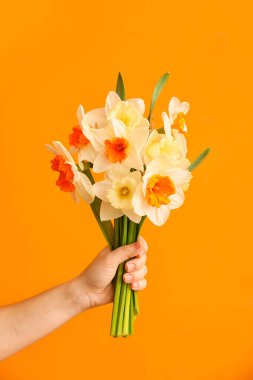 Renkli arka planda güzel nergisleri olan bir kadın el.