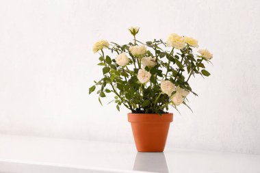 Açık arkaplanda saksıda güzel beyaz güller