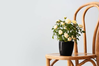 Güzel güller saksıda Sandalyede sandalyede