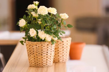 Masadaki saksılarda güzel beyaz güller