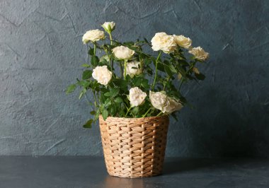 Koyu arkaplanda saksıda güzel beyaz güller