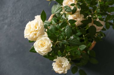 Koyu arkaplanda saksıda güzel beyaz güller, yakın plan.