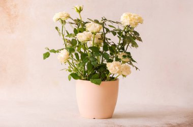 Açık arkaplanda saksıda güzel beyaz güller