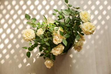 Odadaki masada saksıda güzel beyaz güller