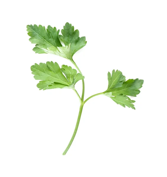 Fresh Parsley White Background — Stock Photo, Image