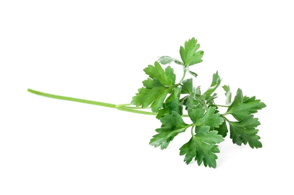 Fresh Parsley White Background — Stock Photo, Image