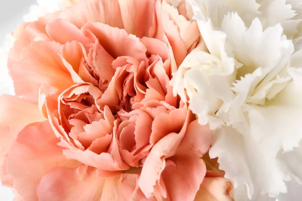 Piękne Goździki Kwiaty Białym Tle Zbliżenie — Zdjęcie stockowe