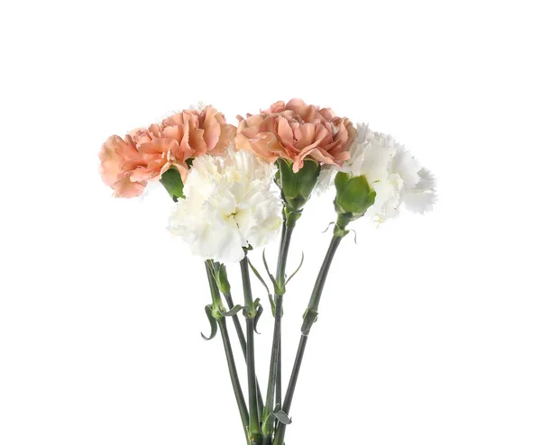 Mooie Anjer Bloemen Witte Achtergrond — Stockfoto