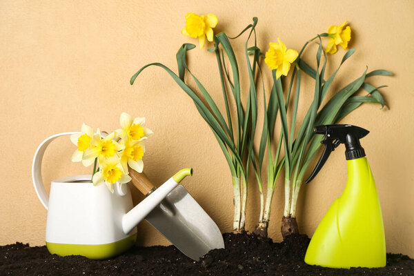 Gardening tools with narcissus plants on soil against color background