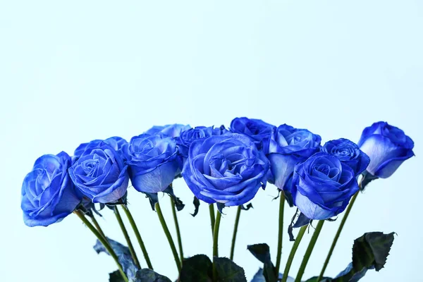 颜色背景上美丽的蓝色玫瑰 — 图库照片