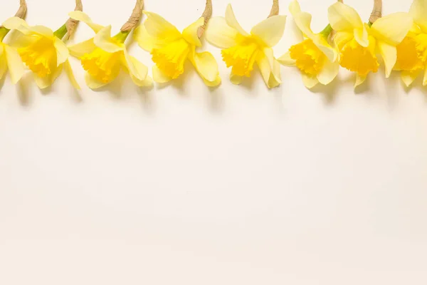 Beautiful Daffodils Light Background — Stock Photo, Image