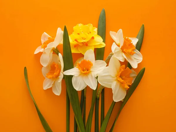 Hermosos Narcisos Sobre Fondo Color — Foto de Stock