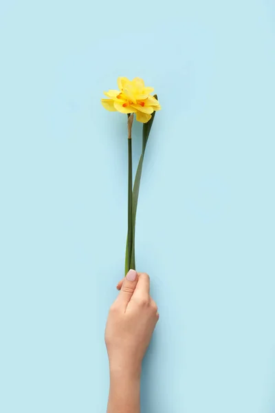 Female Hand Beautiful Narcissus Color Background — Stock Photo, Image