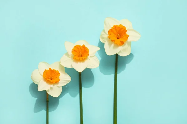 Beautiful Daffodils Color Background — Stock Photo, Image