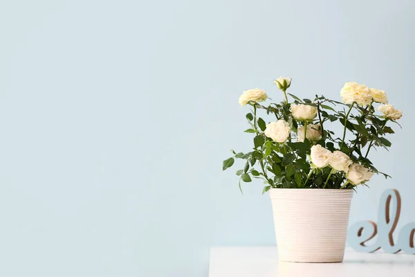 Krásné Bílé Růže Květináči Barevném Pozadí — Stock fotografie