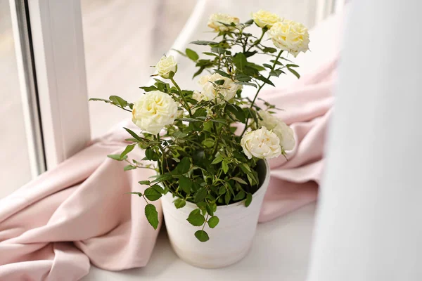 Beautiful White Roses Pot Windowsill — Stock Photo, Image