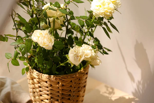 Beautiful White Roses Pot Closeup — Stock Photo, Image